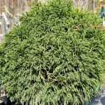 Kryptomeria japonská (Cryptomeria japonica) ´GLOBOSA NANA´ - výška 100-120 cm, ⌀ rastliny 70-100 cm, kont. C45L